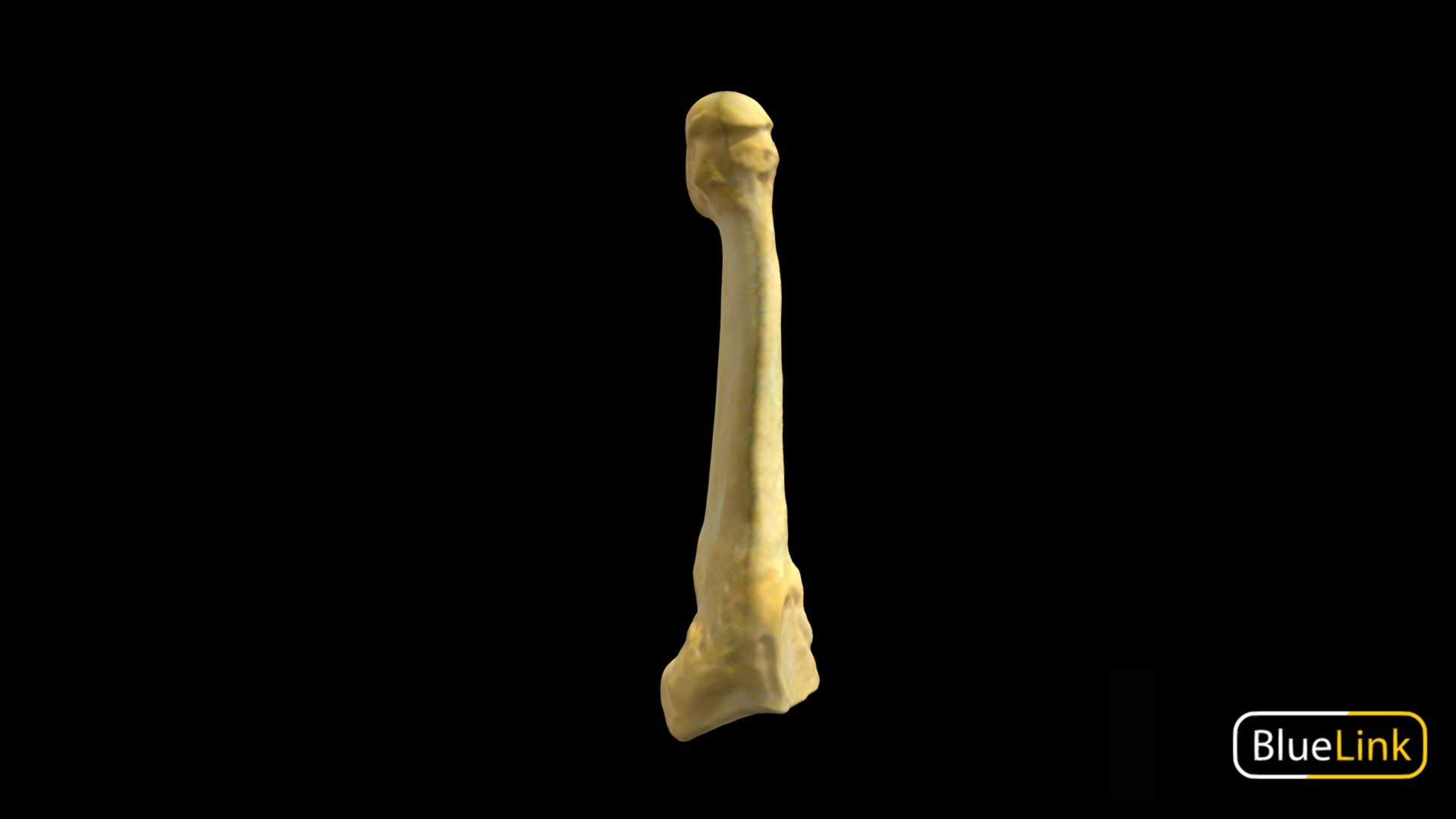 Metatarsal 4 3d model