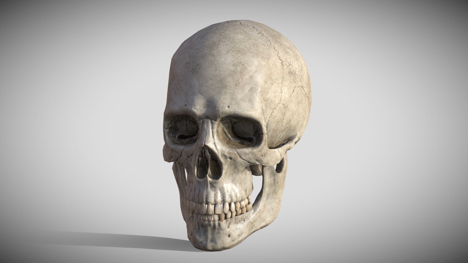 Male Skull 3d model