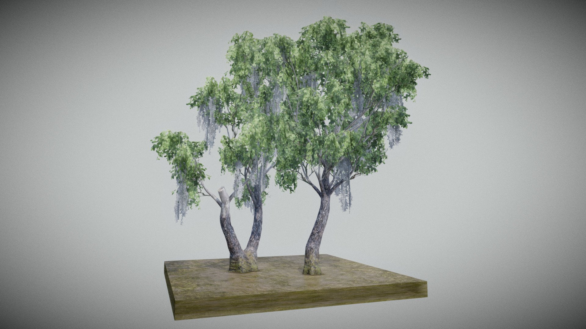 Swamp Ash Tree 3d model