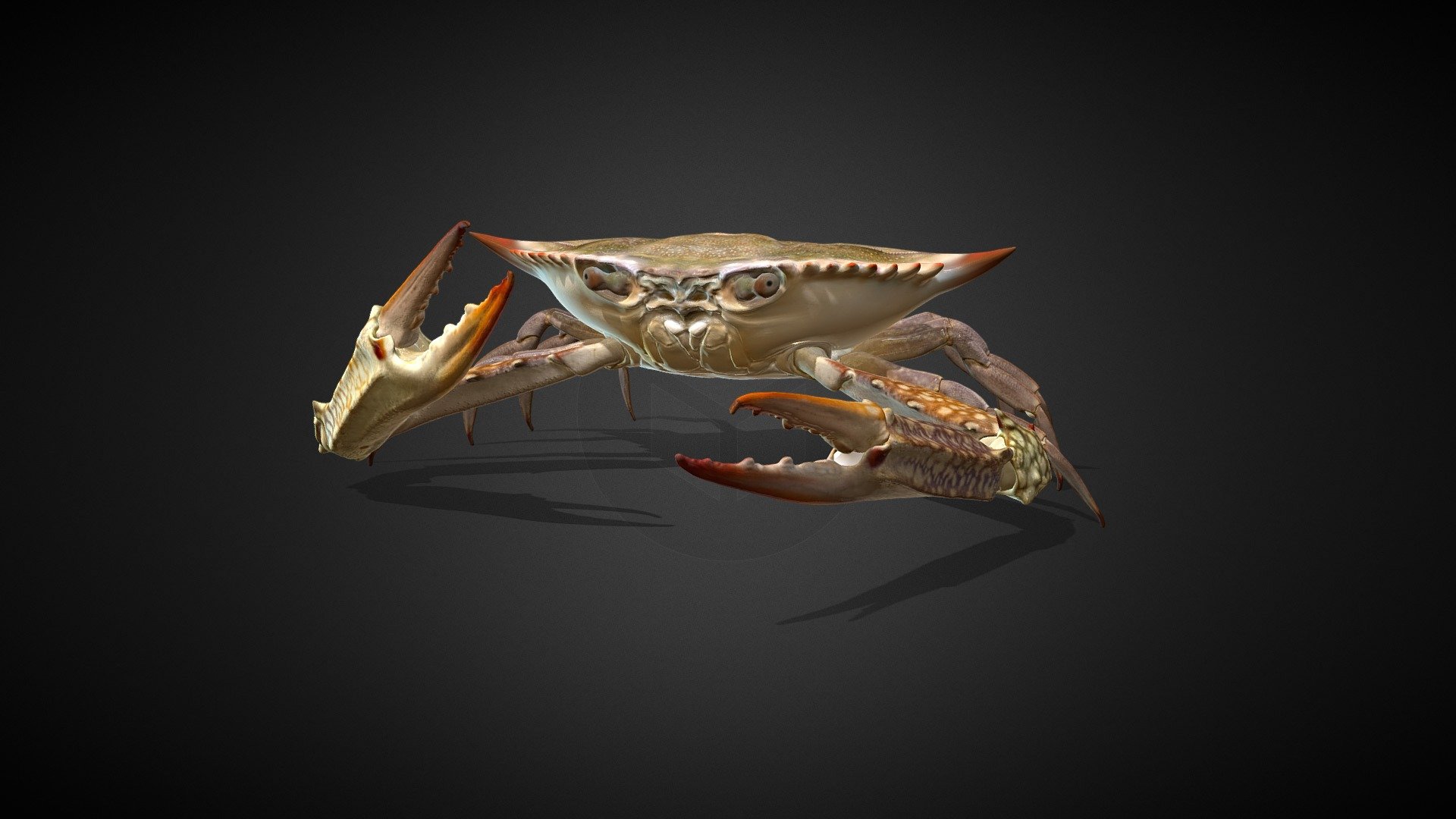 The Crab 3d model