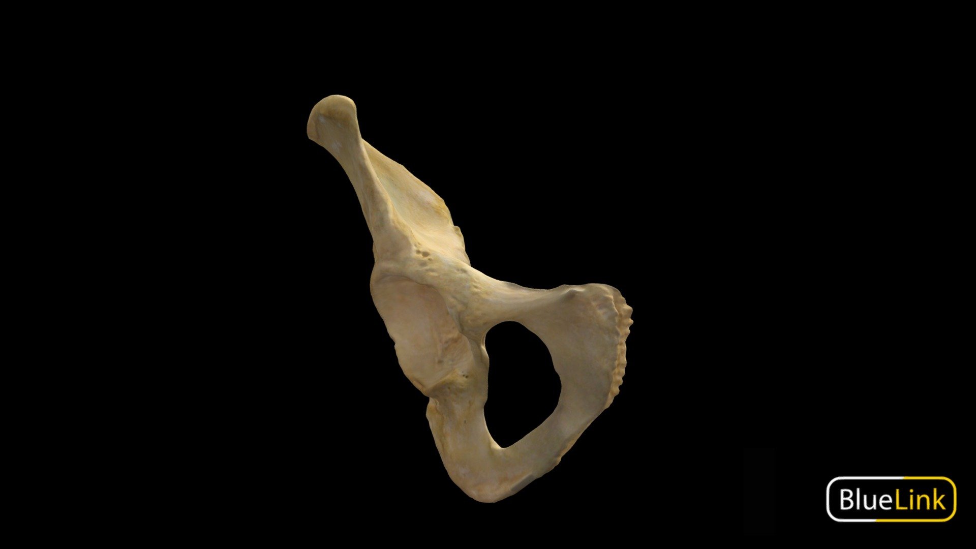 Pelvic Bone 3d model