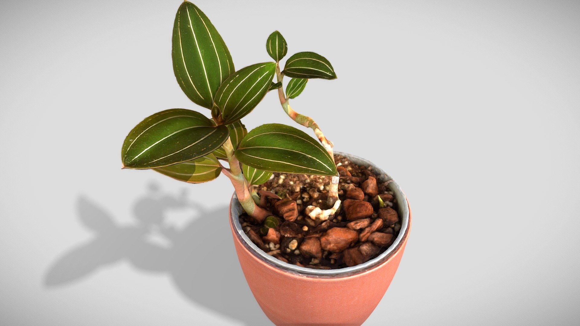 Jewel orchid 3d model