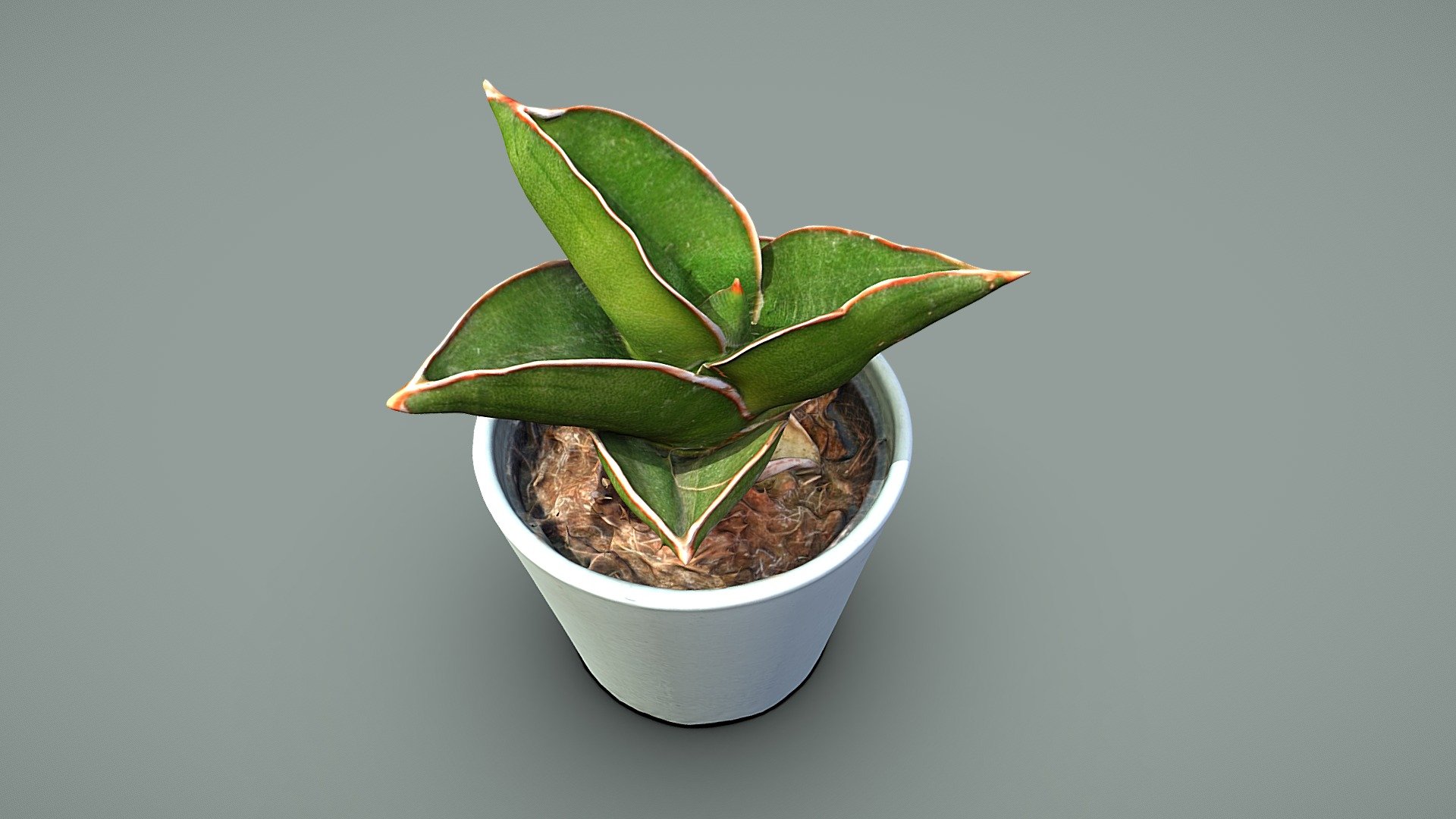 Sansevieria Samurai plant 3d model