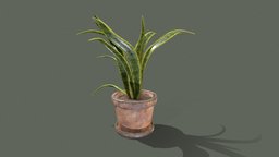 Snake plant