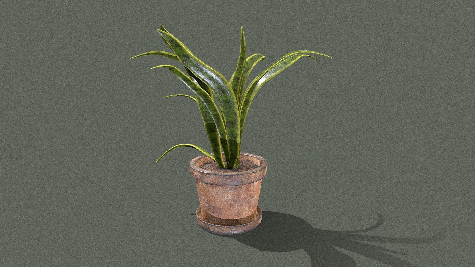 Snake plant 3d model