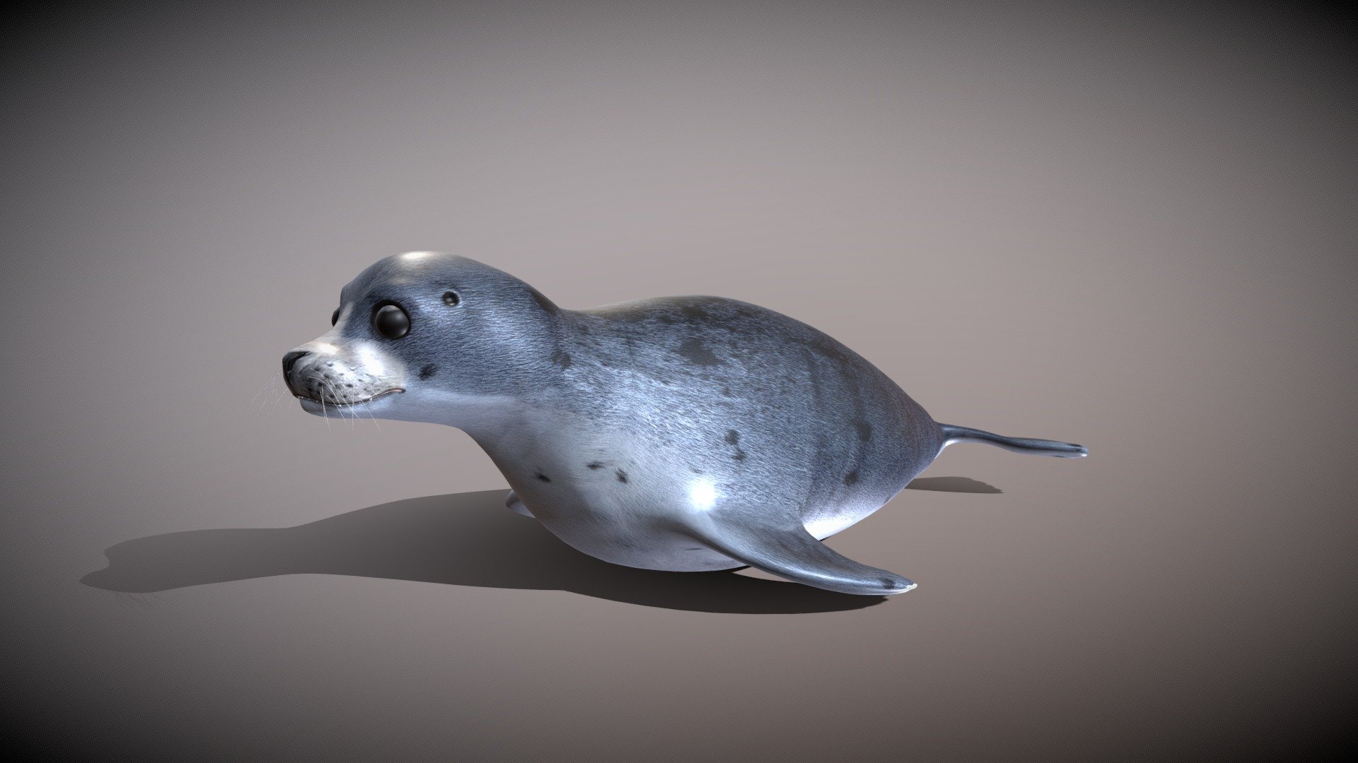 seal_6 3d model