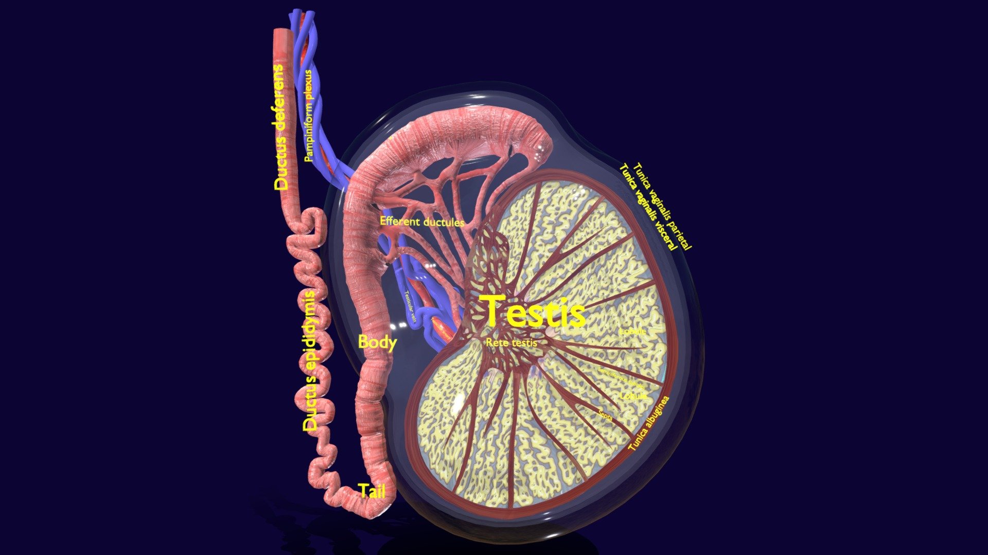 Testis Cut Section With Labels detail 3d model