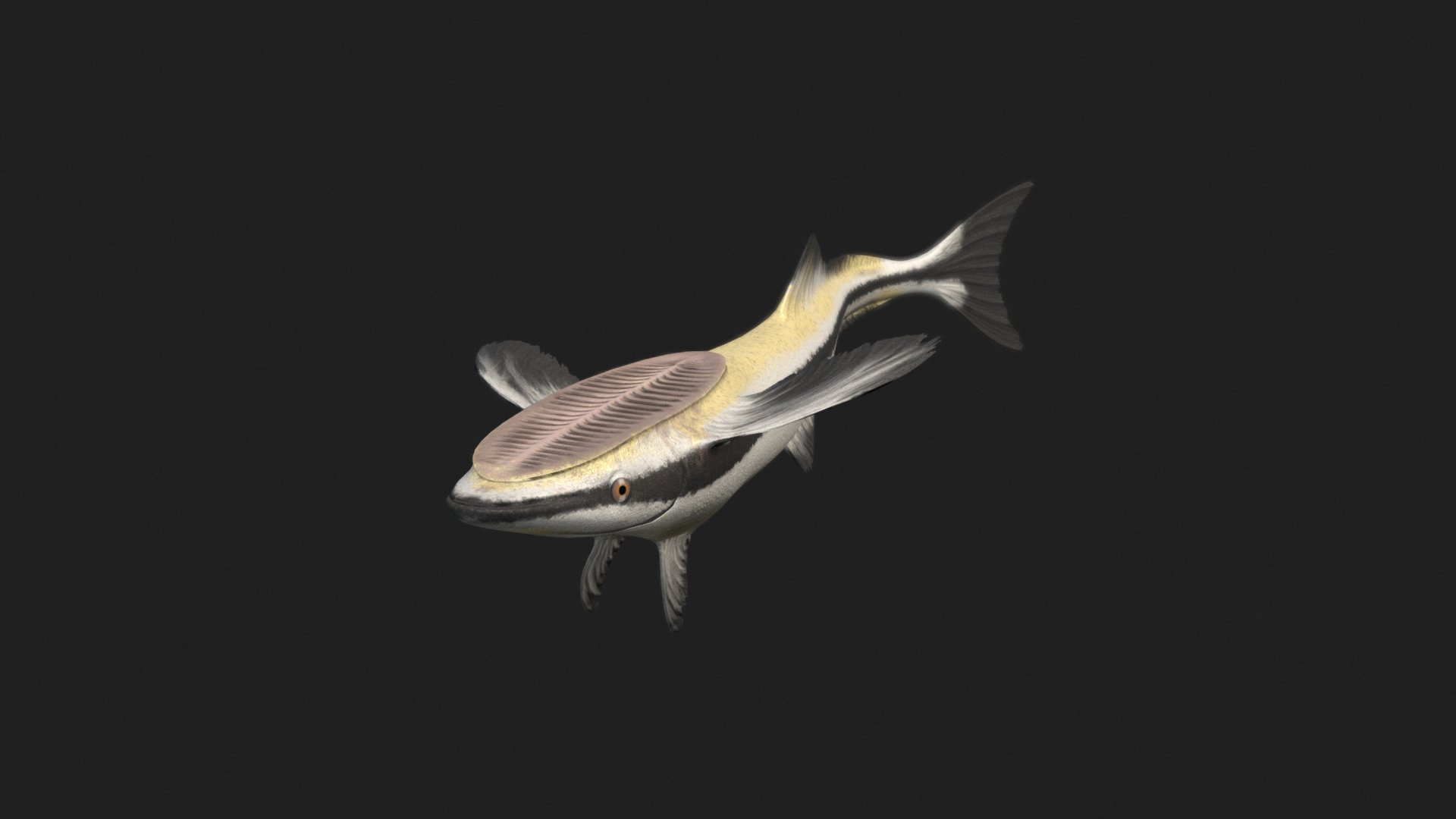 Remora 3d model