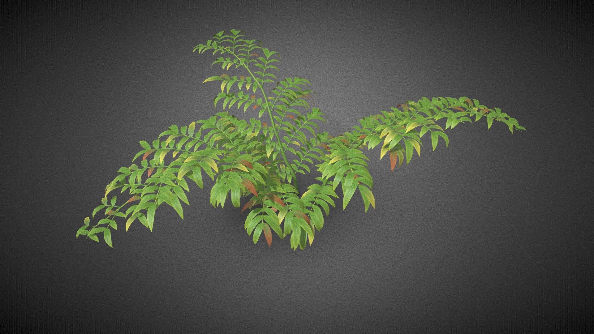 Ferns shrub flower 3d model