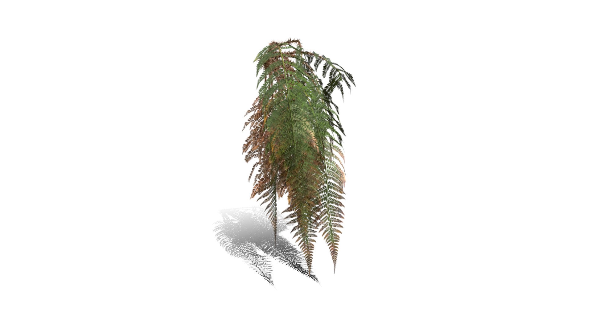 Realistic HD Male fern (46/50) 3d model