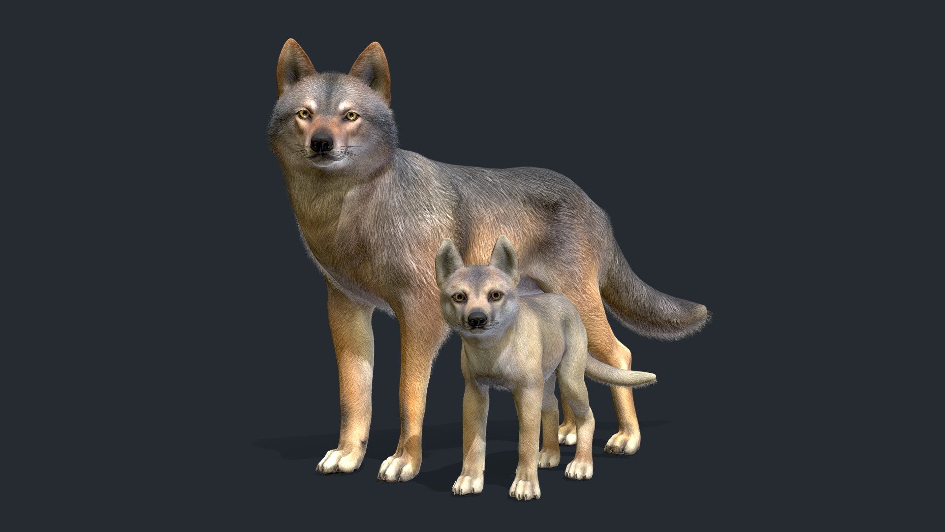 Wolf Family 3d model