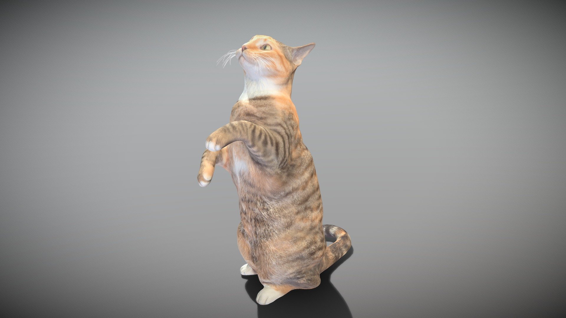 Playful cat 41 3d model