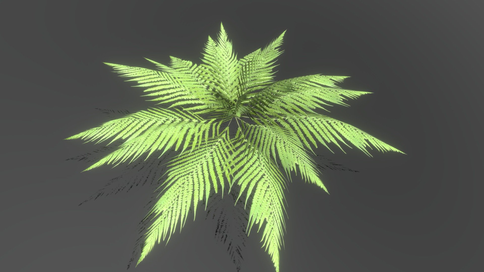 Fern 3d model