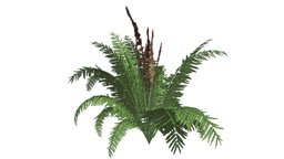 Cinnamon Fern #06