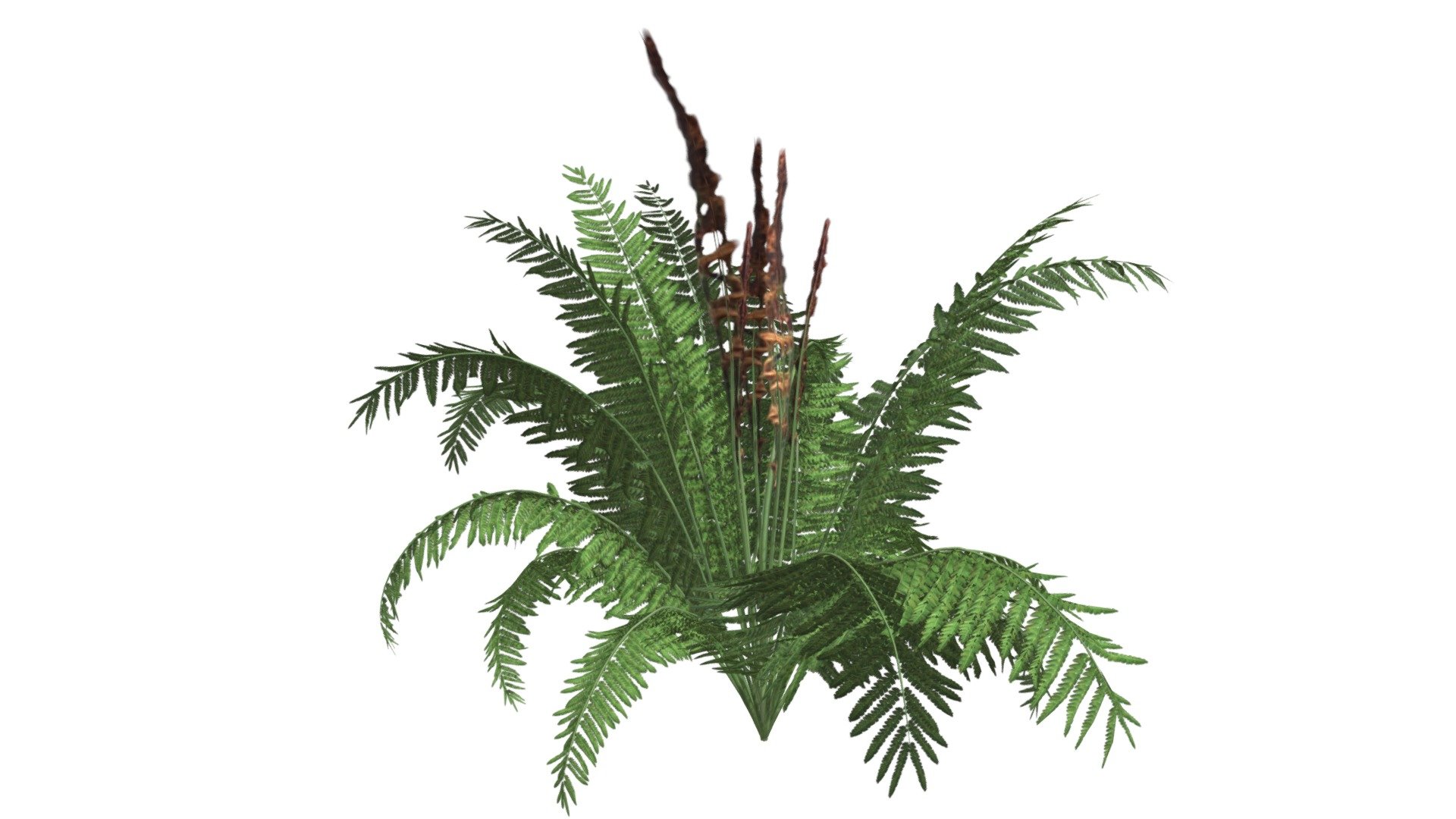 Cinnamon Fern #06 3d model