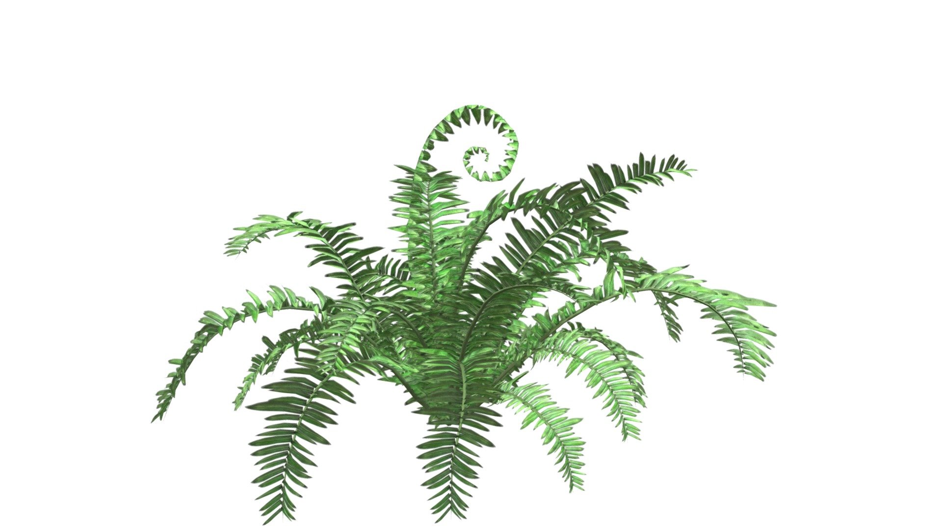 Boston Fern #01 3d model