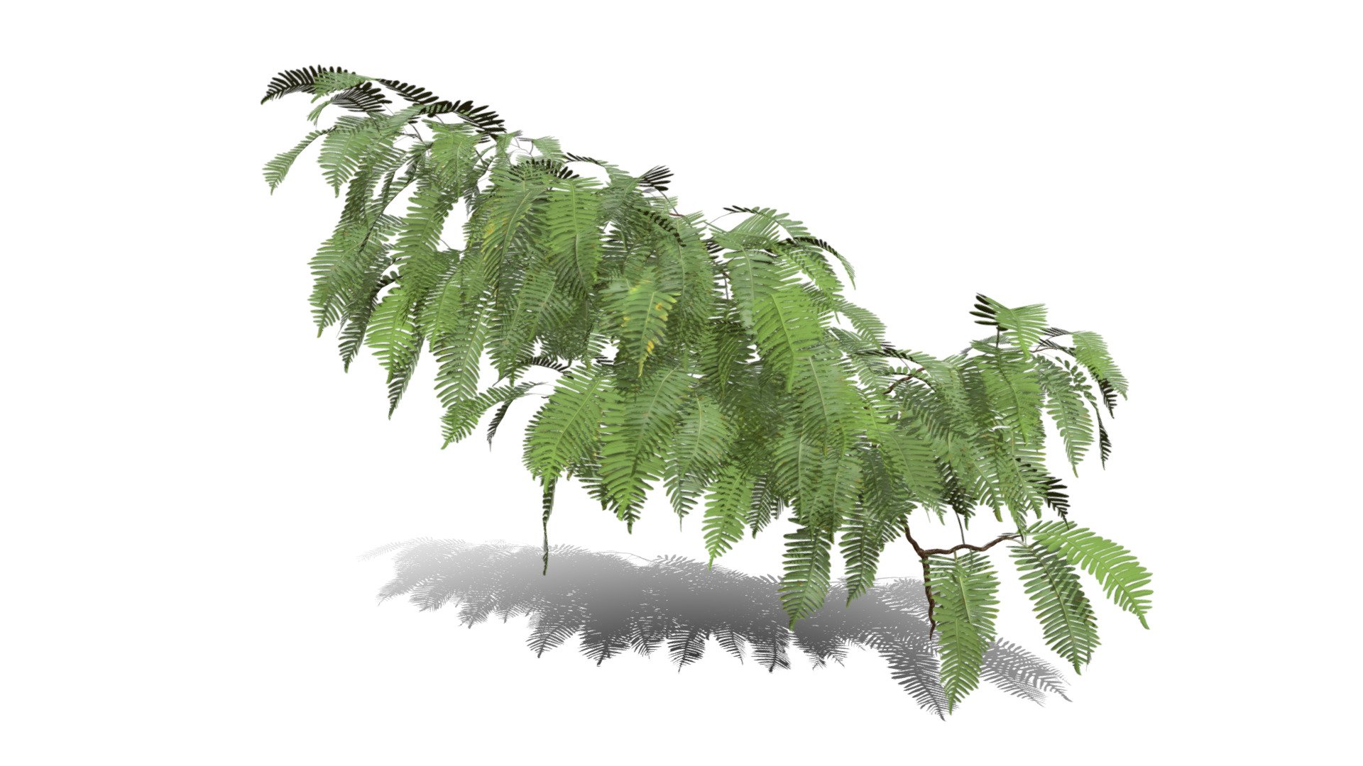 Realistic HD Common polypody fern (25/55) 3d model