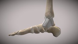 Ankle Anatomy SKETCHFAB