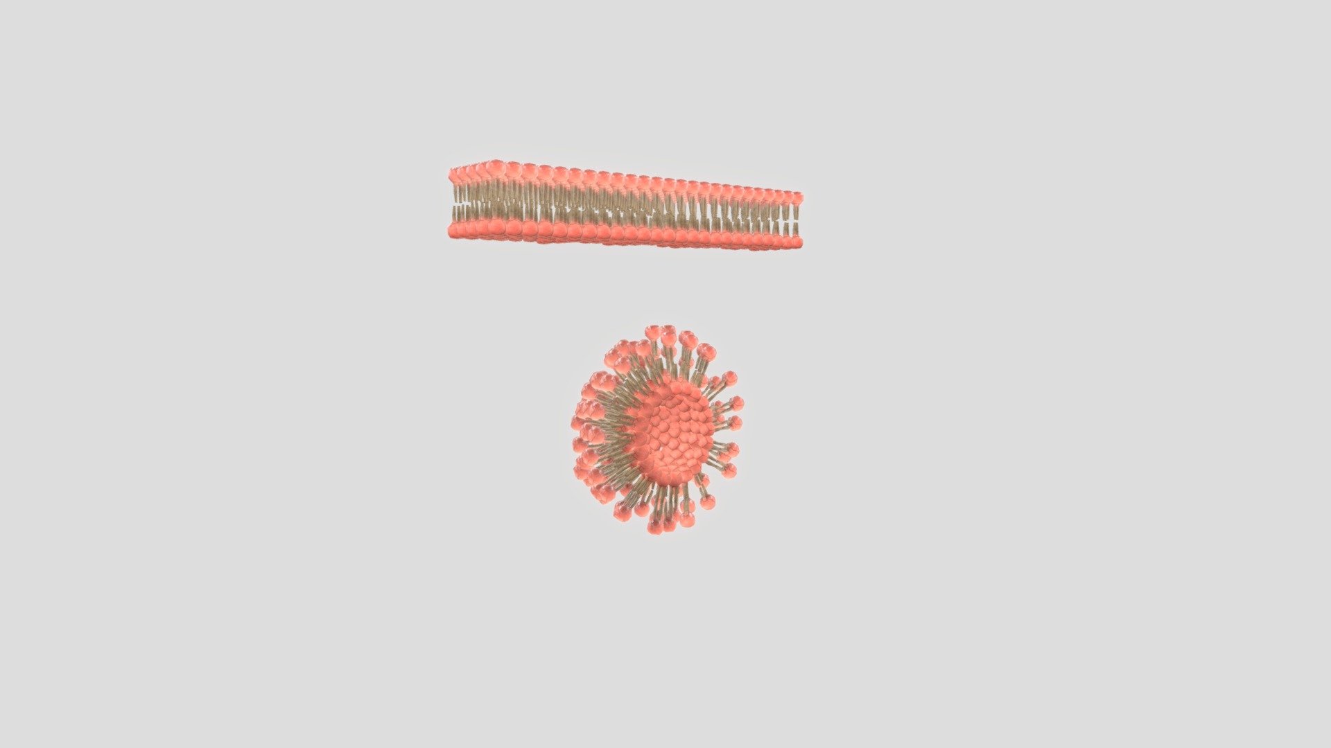 Cell membrane 3d model