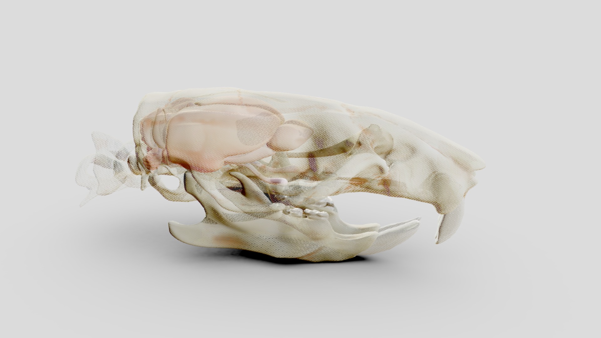 skull and brains 3d model