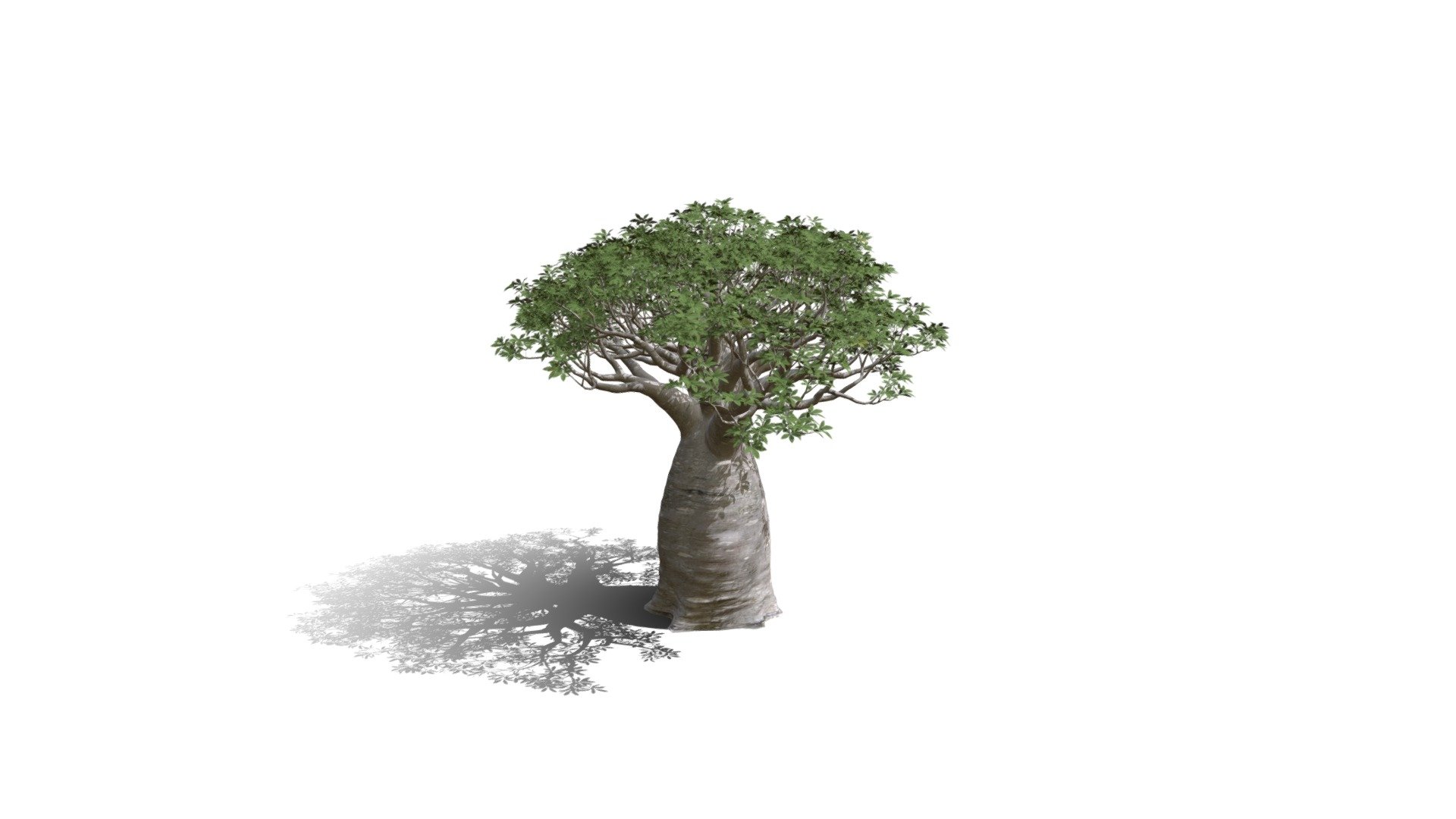 Realistic HD African continental baobab (17/20) 3d model