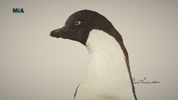 Adeliepingvinen/ Adélie penguin