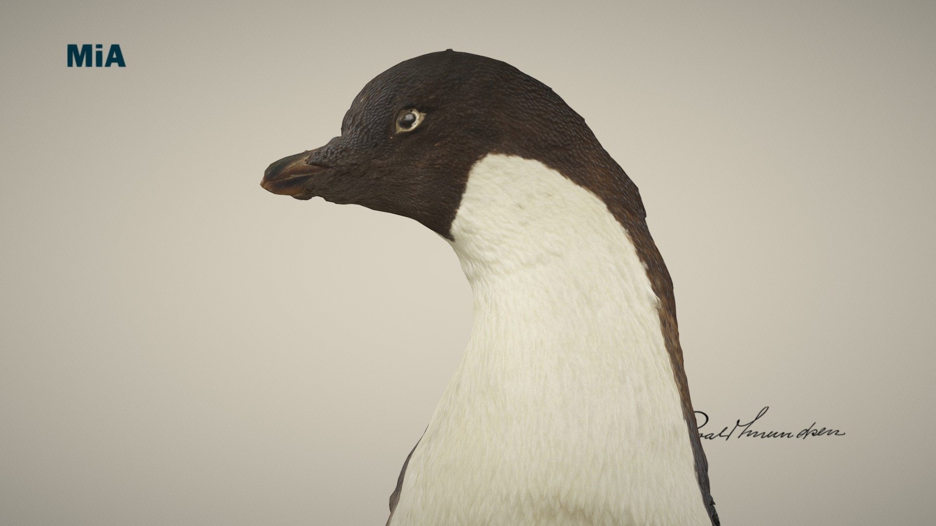 Adeliepingvinen/ Adélie penguin 3d model