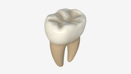 Tooth molars