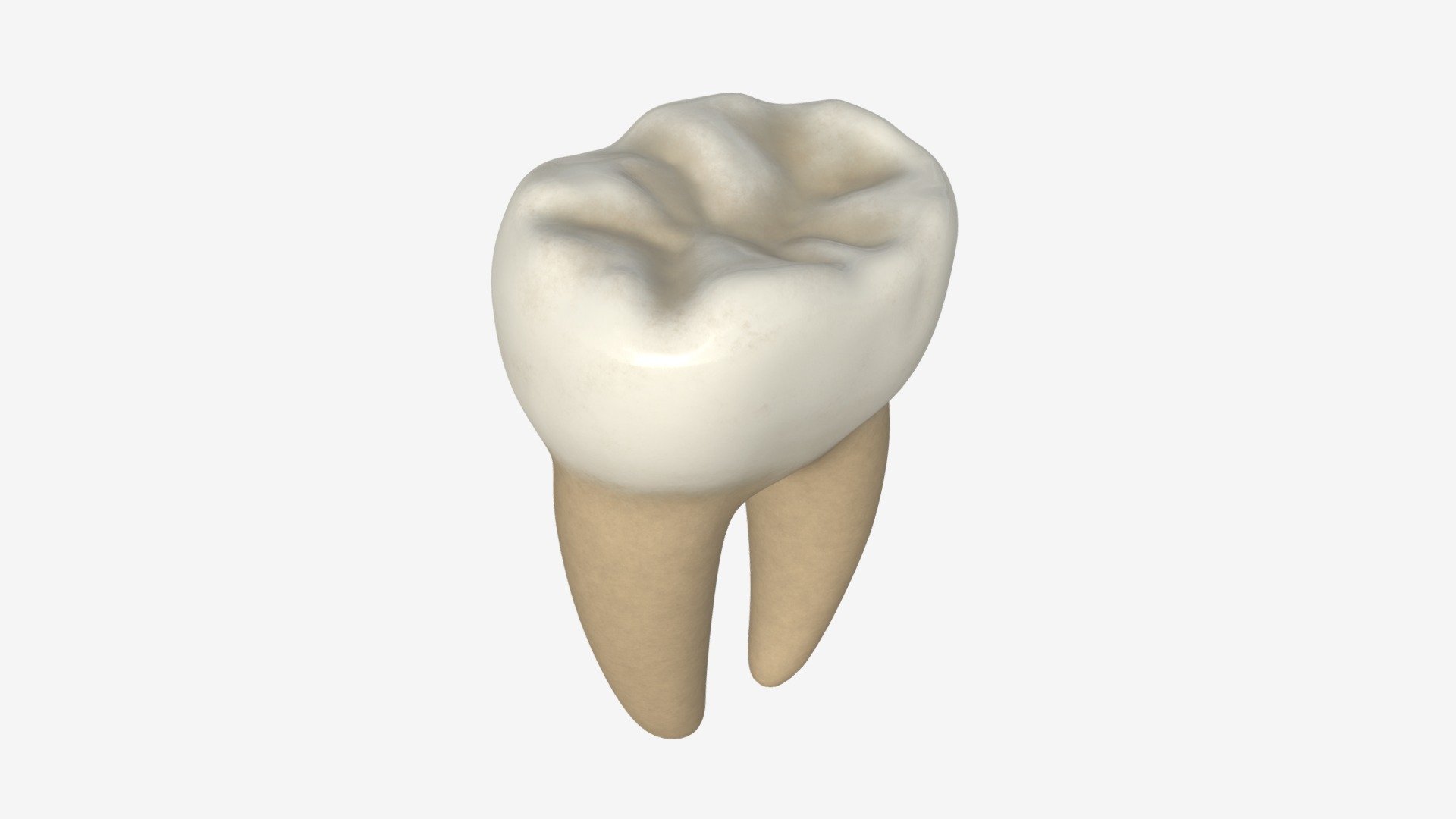 Tooth molars 3d model