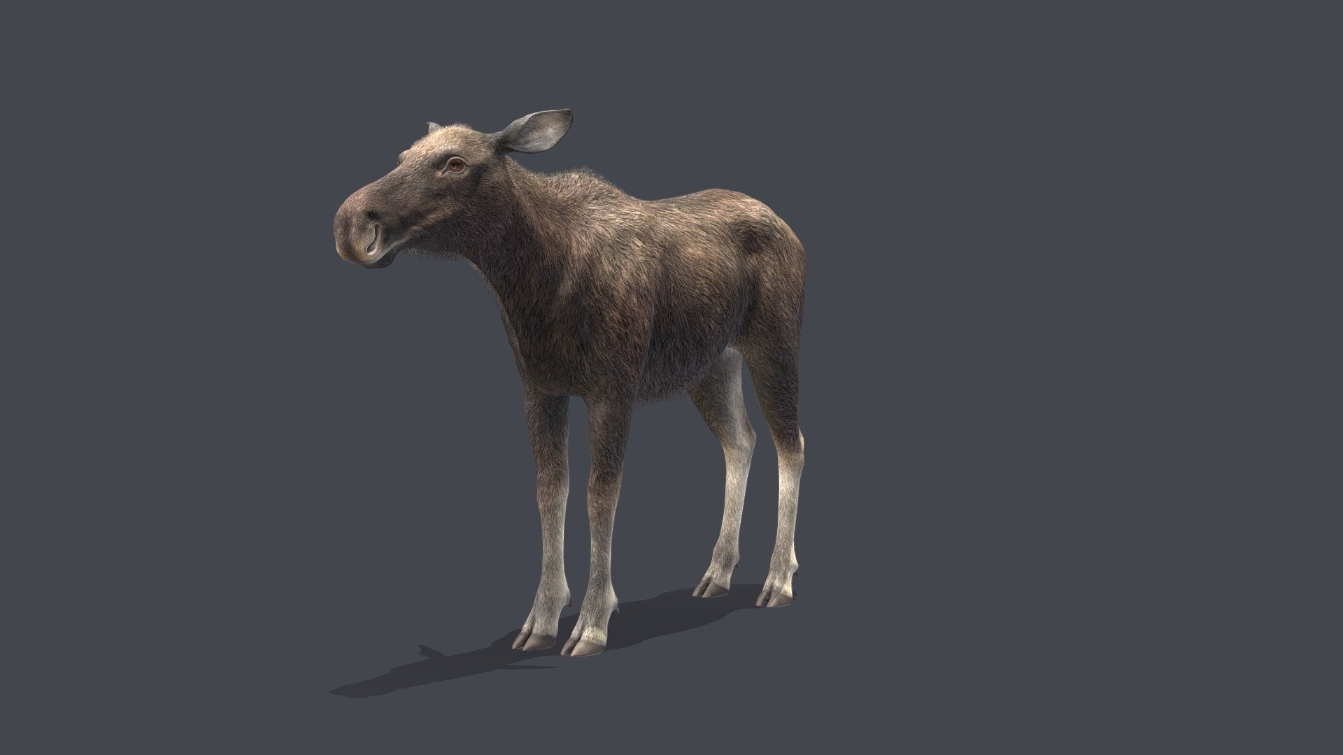 Moose 3d model