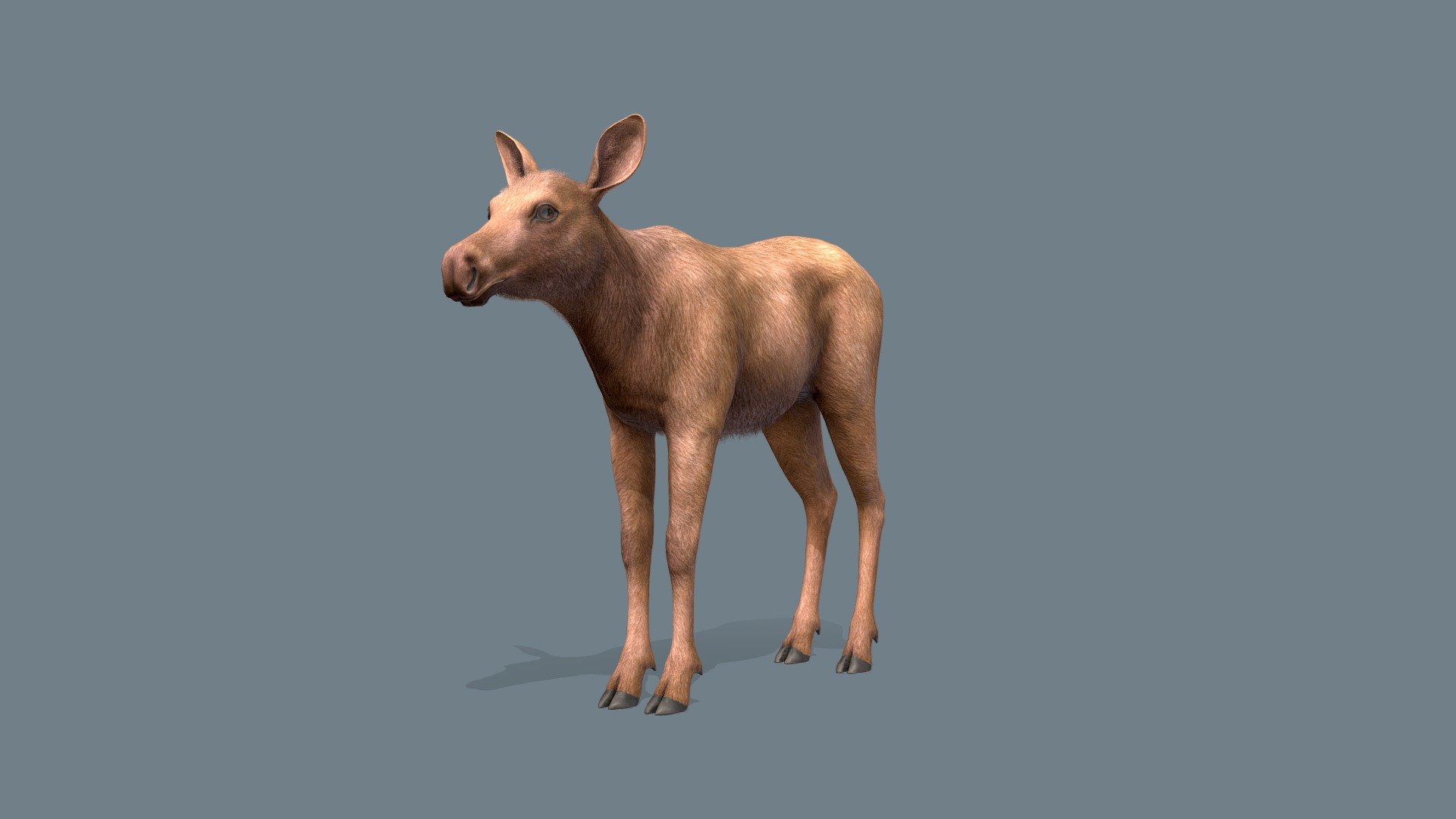 Moose 3d model