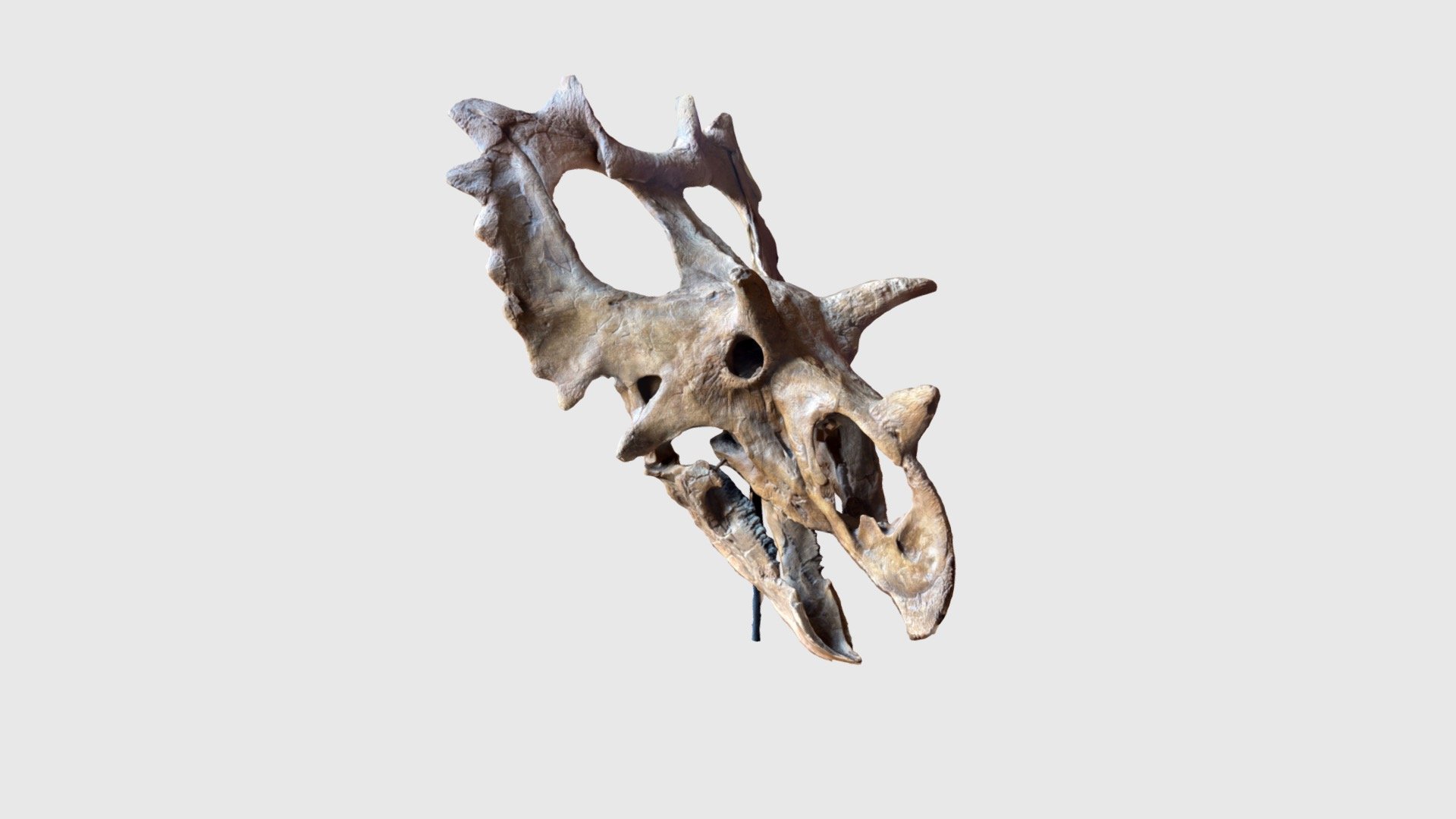 Spiclypeus fossil 3d model