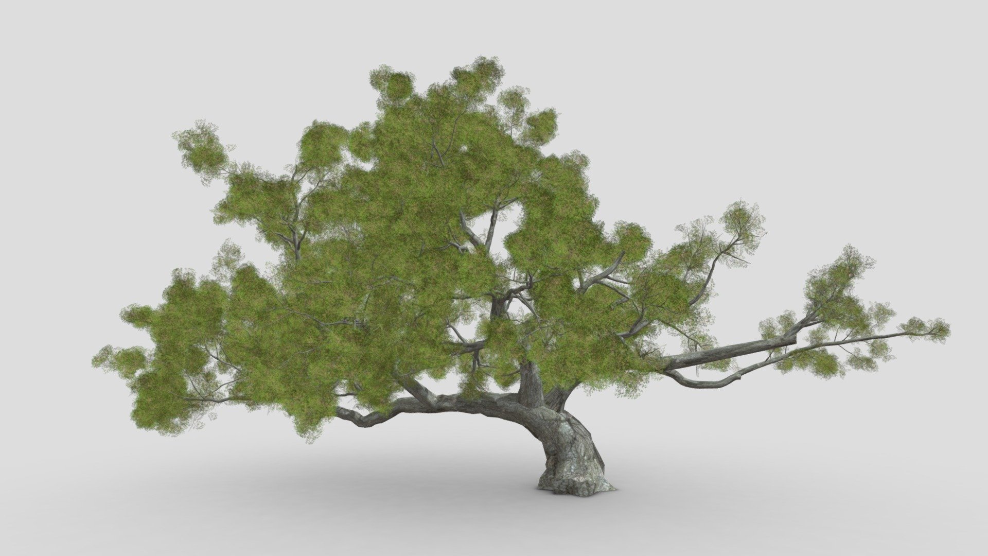 Live Oak 3d model