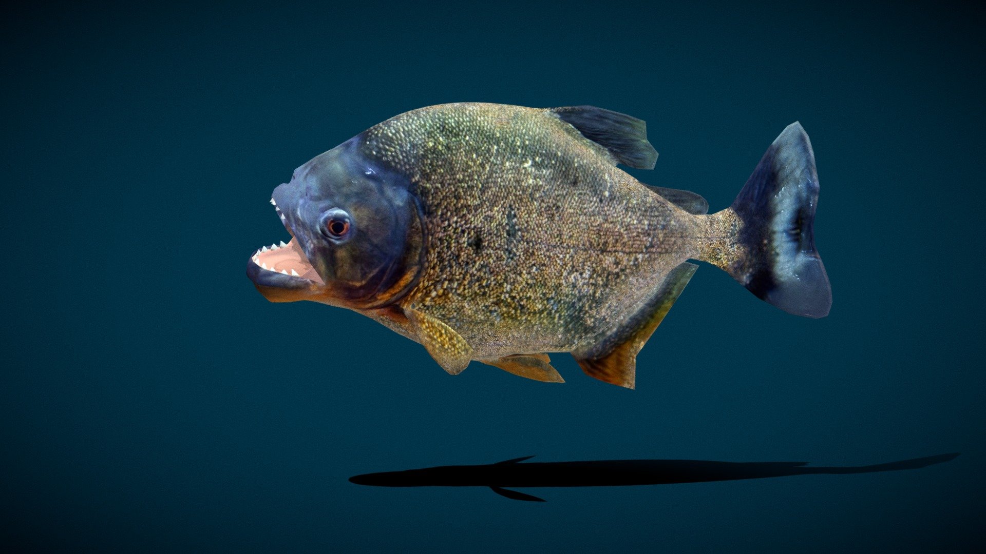 Piranha Fish (Low poly) 3d model