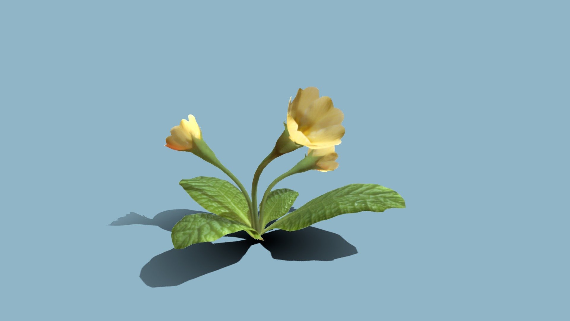 Primulas 3d model