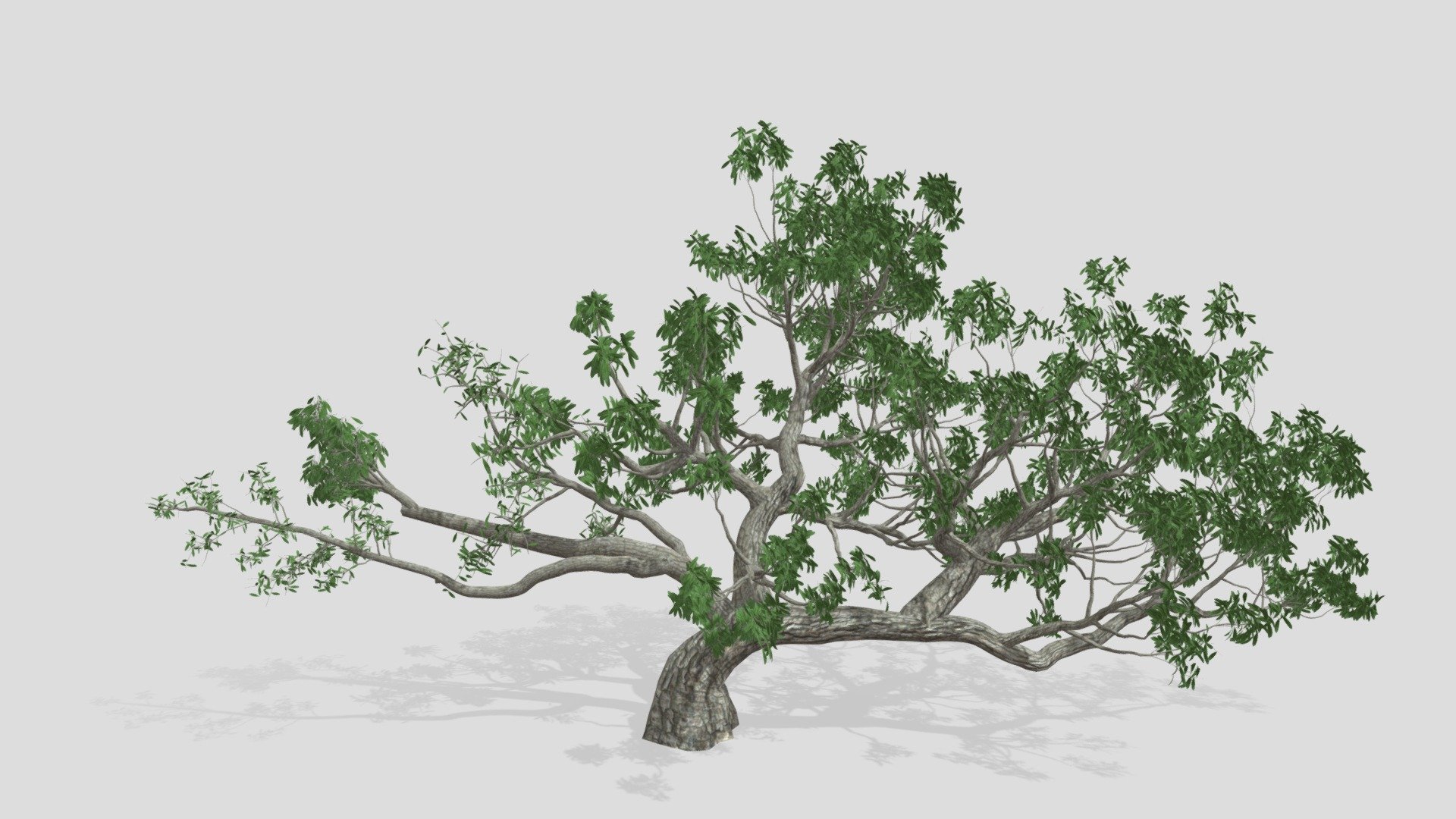 Live Oak Tree 3d model