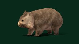 Wombat Joey Animal (Game Ready)