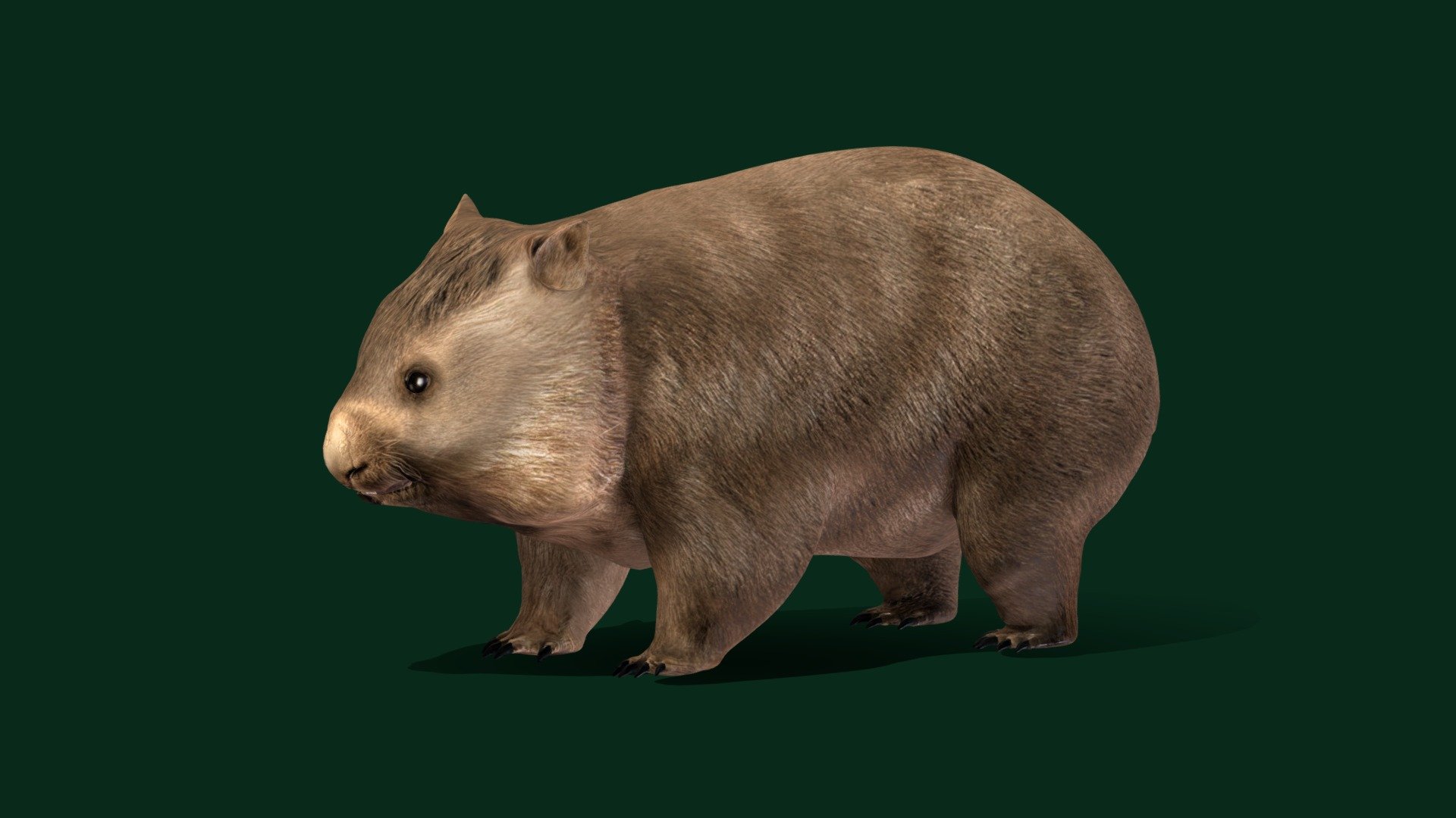 Wombat Joey Animal (Game Ready) 3d model