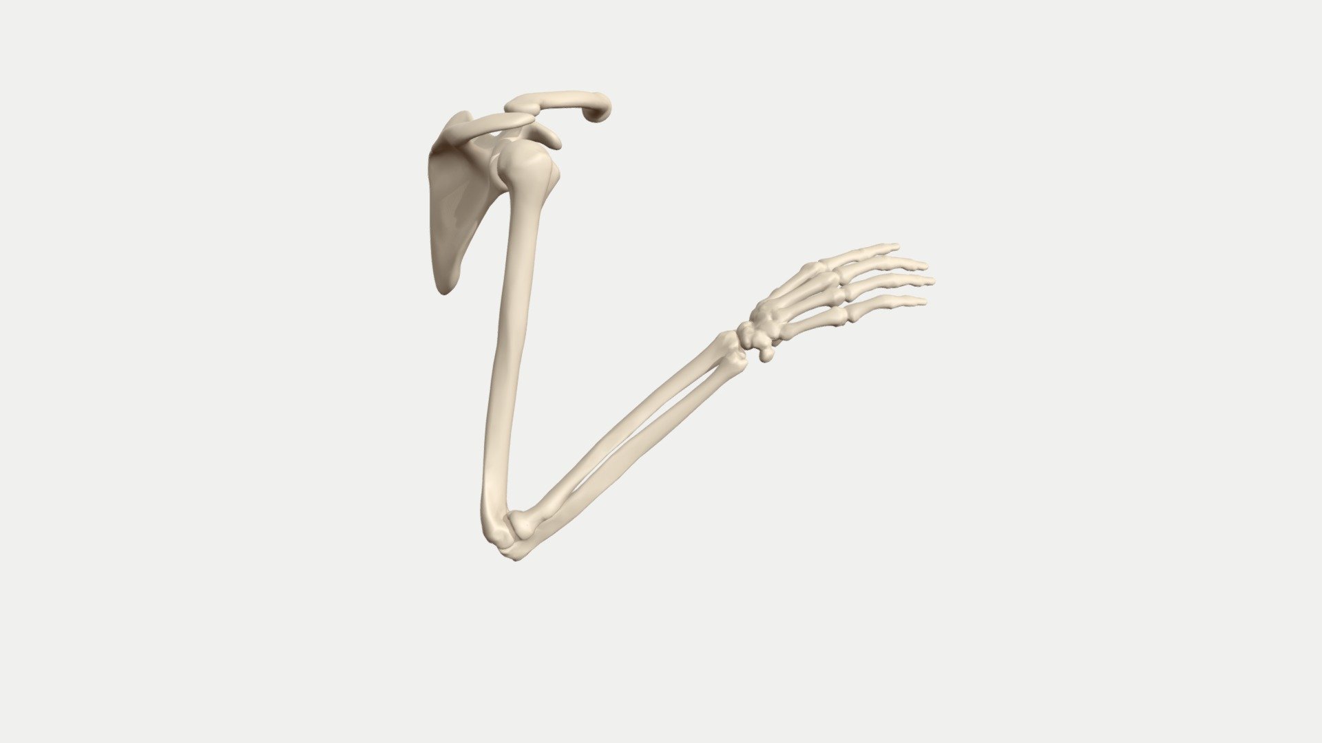 Pronation/supination 3d model