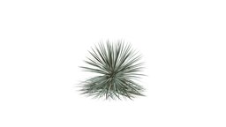 Realistic HD Beaked yucca (16/30)