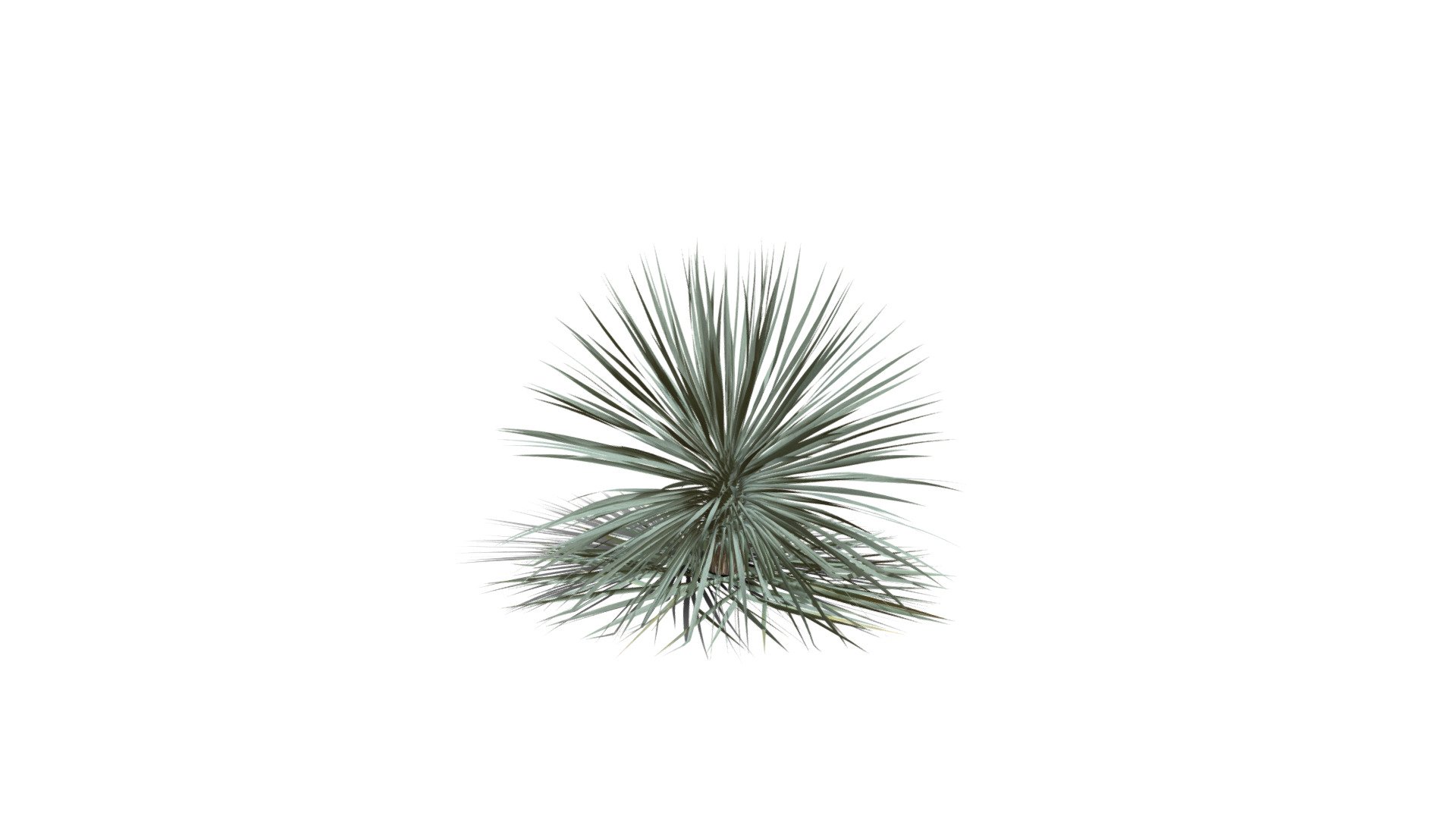 Realistic HD Beaked yucca (16/30) 3d model