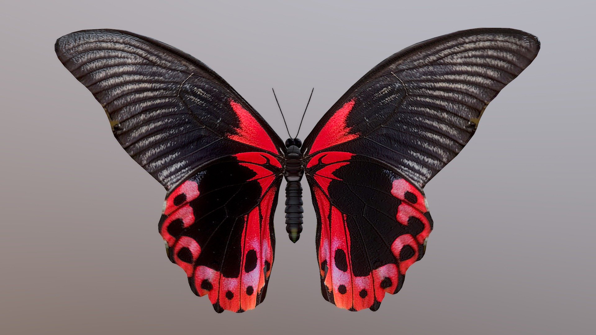 Butterfly 3d model