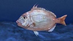 sea bream(Evynnis cardinalis )