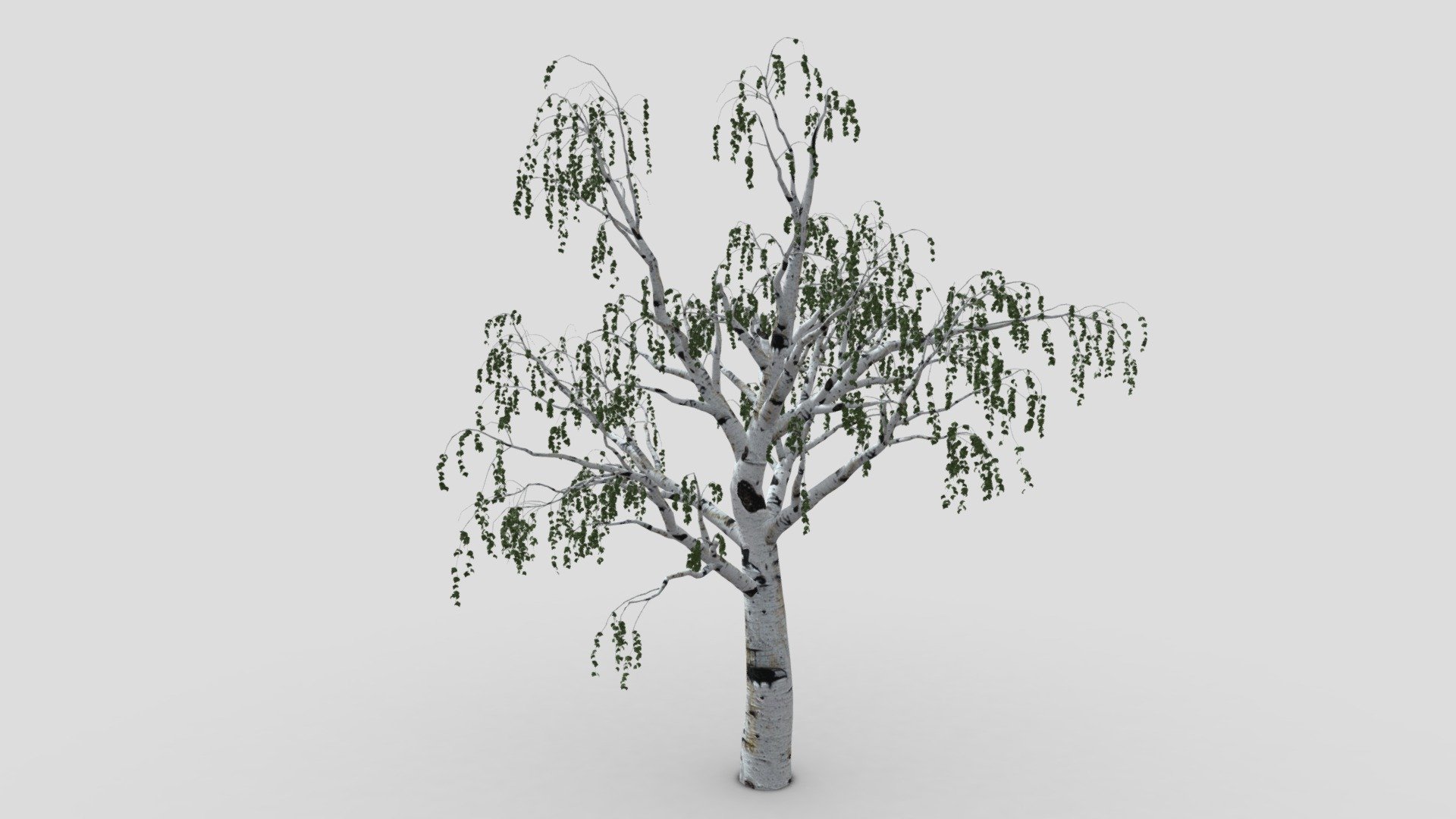 White Birch-S3 3d model