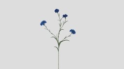 Cornflower Stem