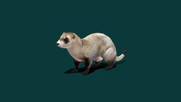 Black-footed Ferret (Endangered)