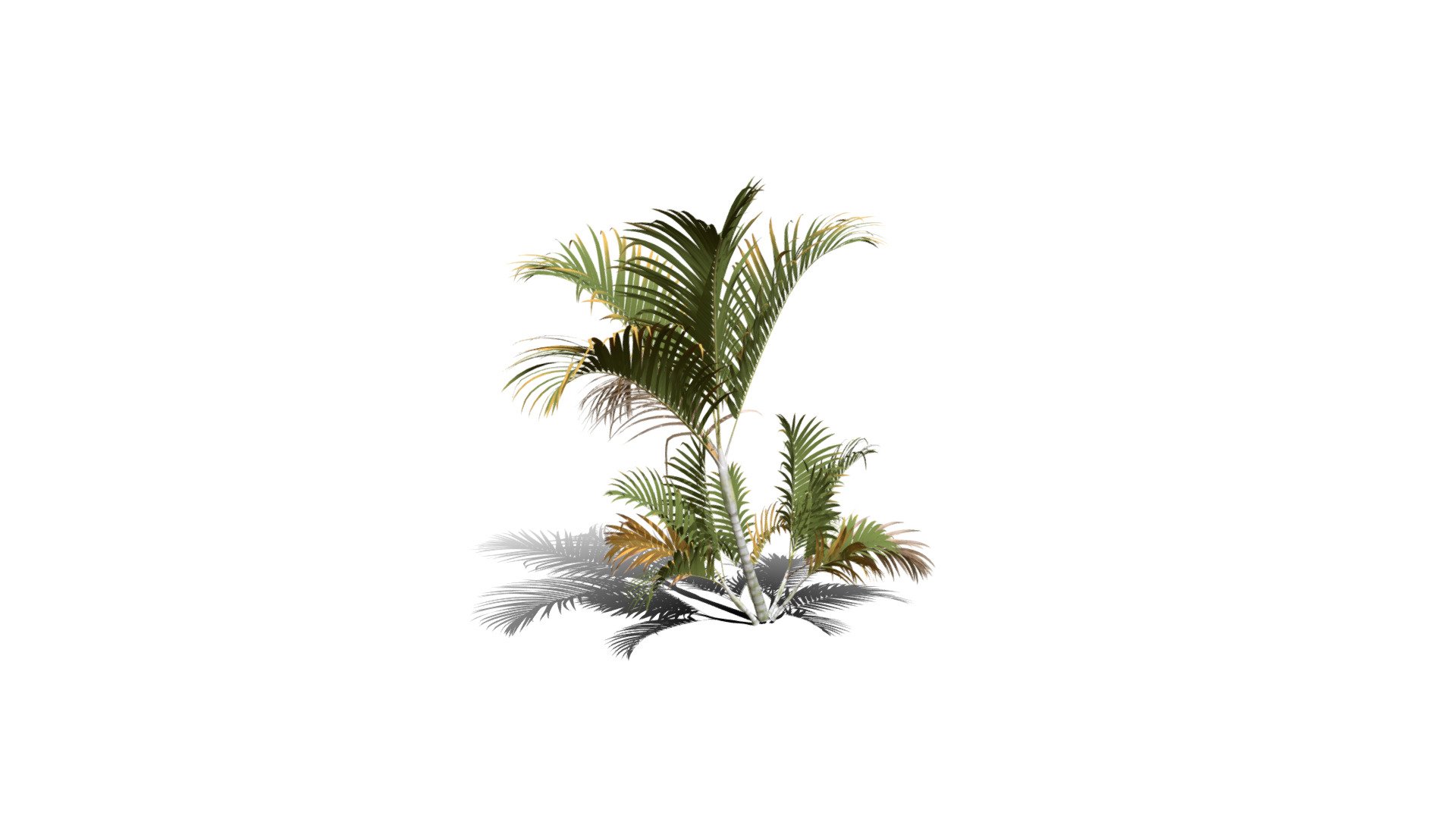 Realistic HD Butterfly palm (56/62) 3d model