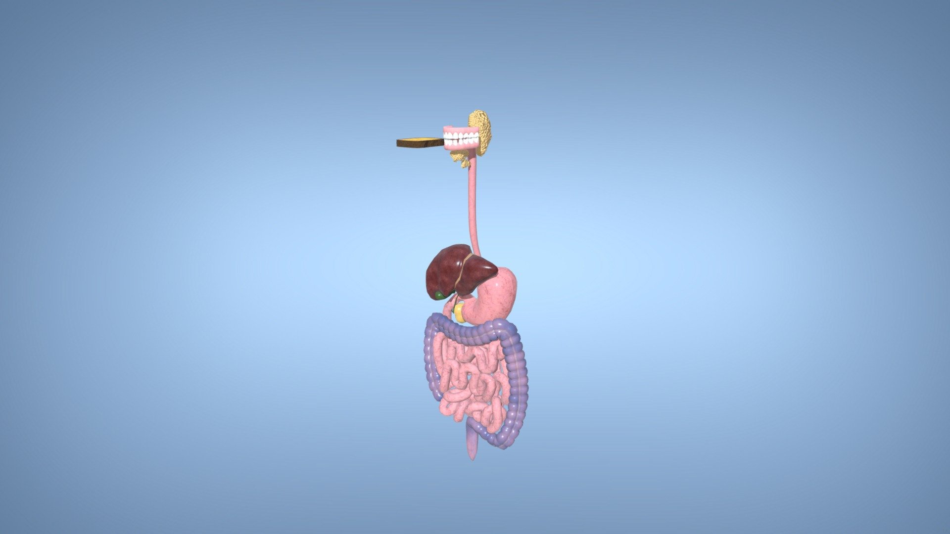 The digestive system 3d model