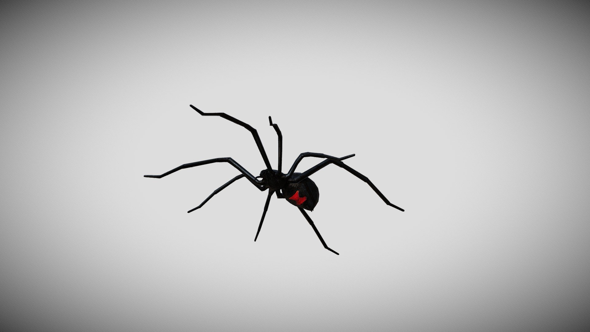 Medhue Black Widow Spider 3d model