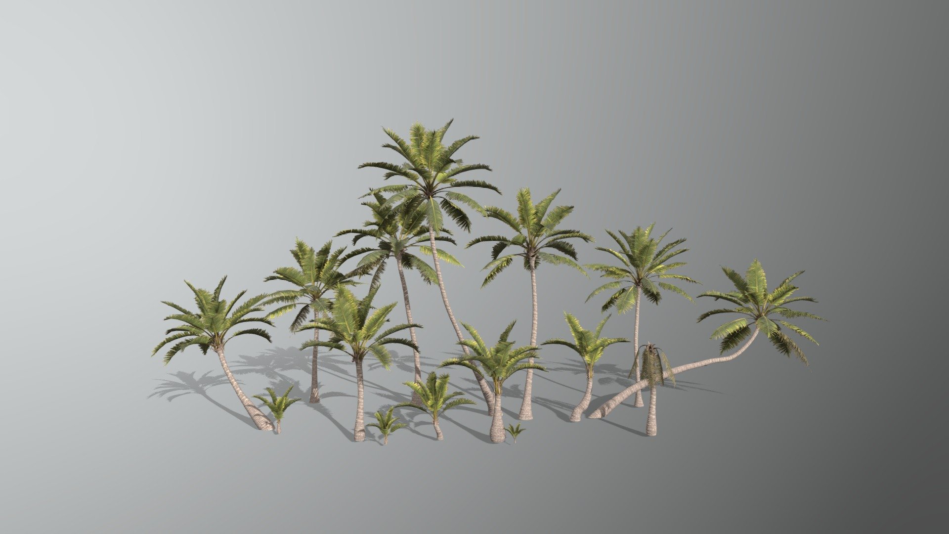 Palm 3d model